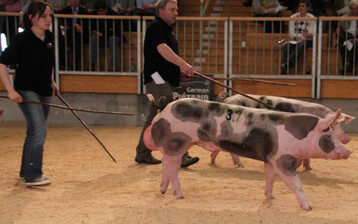 Ein Hoffnungstr�ger f�r die baden-w�rttembergische Schweinezucht ist Eber Ulan, der k�nftig in Herbertingen steht. Er erzielte 8200 Euro. 