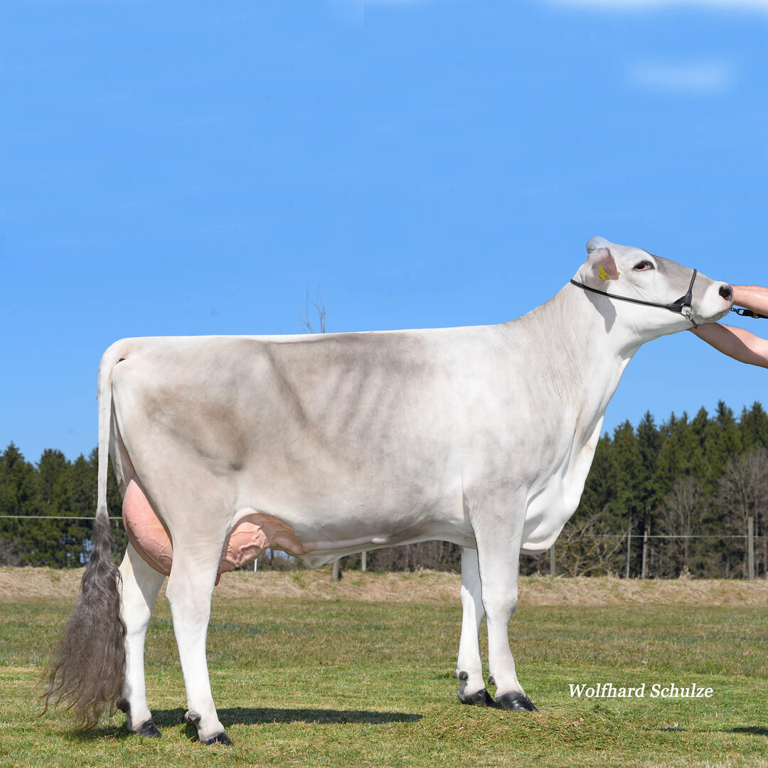 Die Canyon-Tochter Ellen ist die Mutter des Bullen Savona, der als Sevilla-Sohn interessantes Blut bringt. Der Bulle wurde von Hermann Miller in Gutenzell gez�chtet
