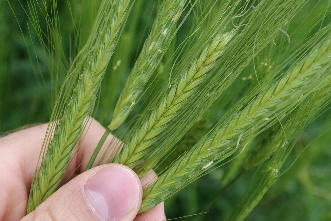 Flame Duo (Wirkstoffe: Tribenuron + Florasulam) kann jetzt zus�tzlich in Emmer (wie auf dem Bild zu sehen), Einkorn und Khorasan-Weizen gegen einj�hrige zweikeimbl�ttrige Unkr�uter eingesetzt werden.