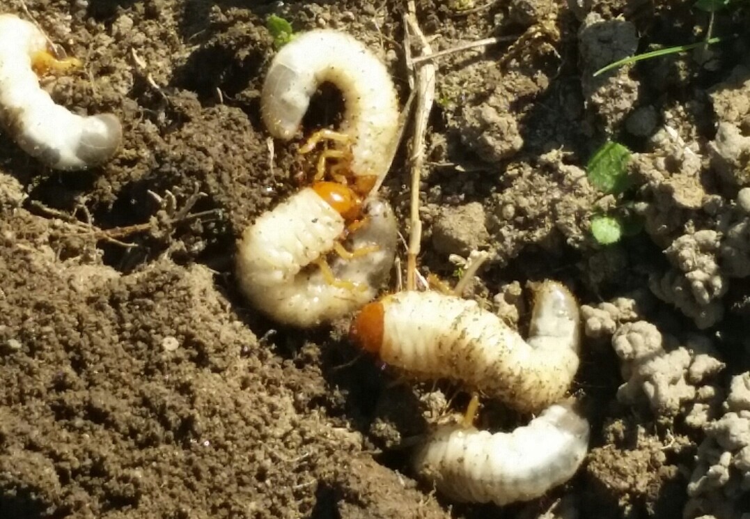Durch Engerlingsfraß wurden im Schwarzwald über tausend Hektar Grünland massiv geschädigt. Das Land stellt nun Fördermittel zur Sanierung der Flächen und zur Bekämpfung mit einem biologischen Mittel zur Verfügung.