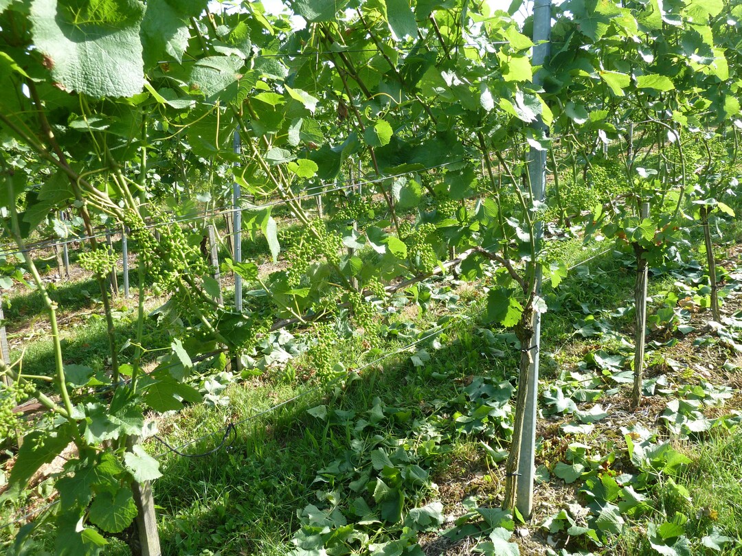 Entbl�tterung gegen Sonnenbrandgefahr.