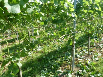 Entbl�tterung gegen Sonnenbrandgefahr.