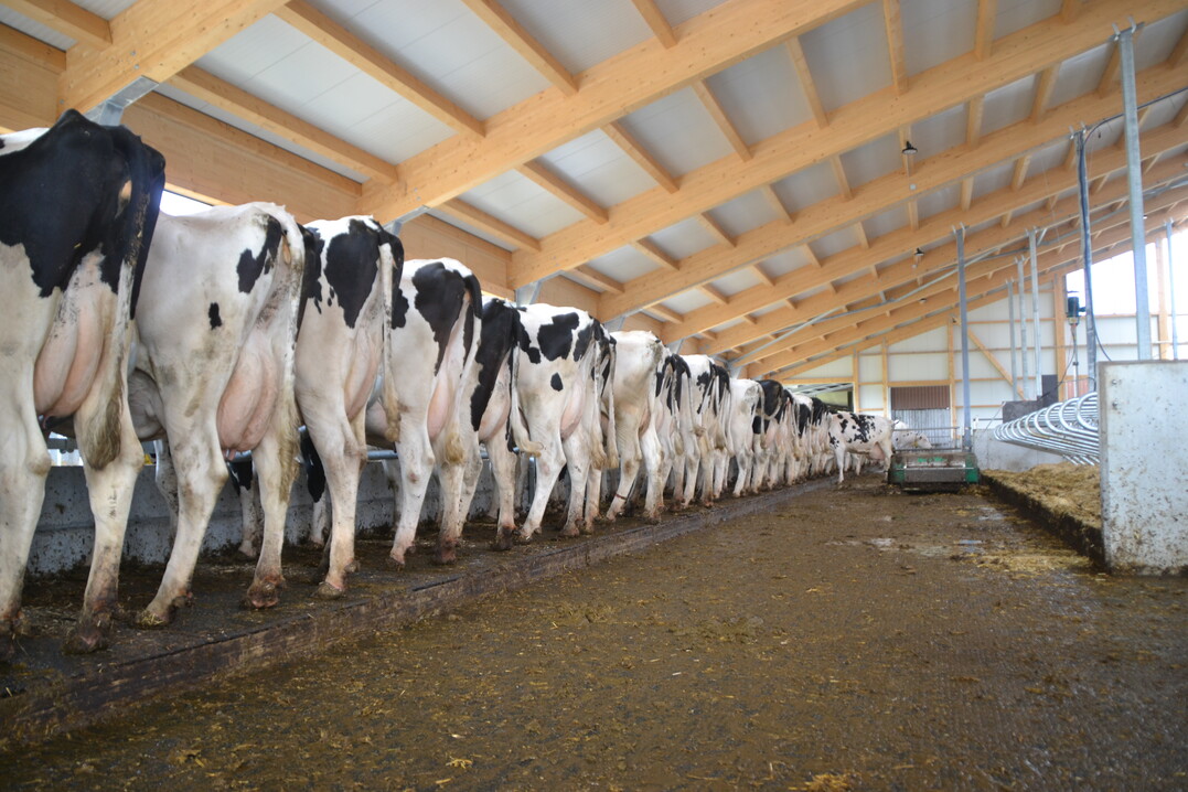 Auf den erhöhten Fressständen können die Kühe in Ruhe fressen. Ein Entmistungsroboter säubert den Laufgang hinter den Kühen.