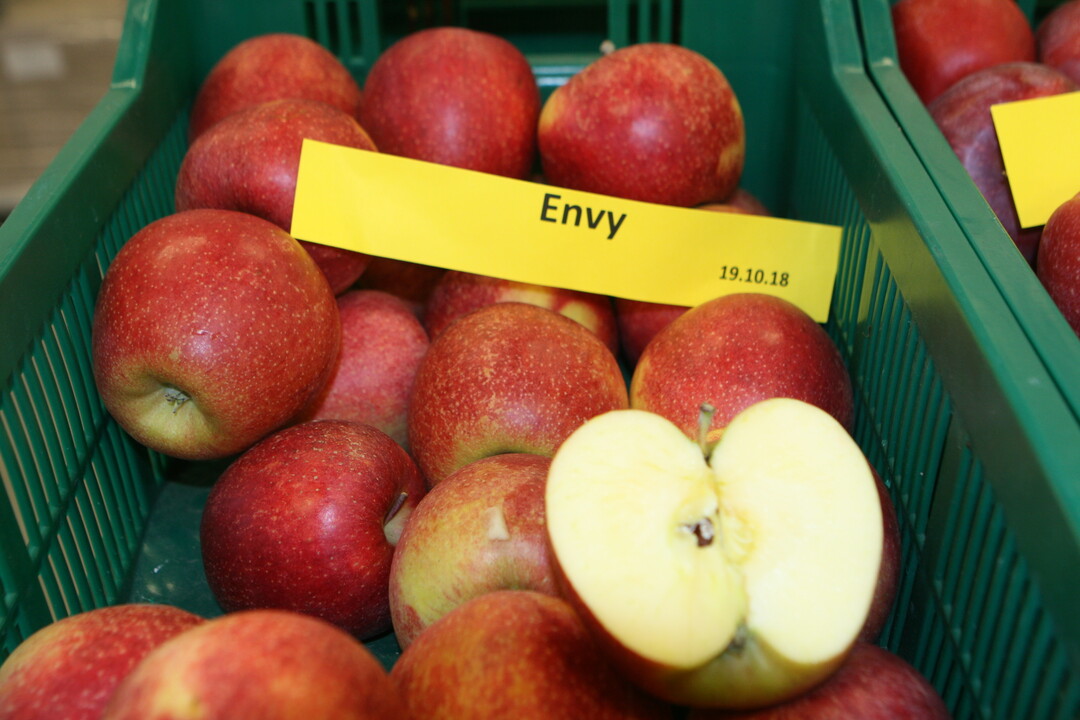 Neben der Clubsorte Jazz wird die Marke Envy am Gemeinschaftsstand der BayWa Global Produce und ihrer Partner auf der Fruit Logistica in Berlin pr�sentiert. 