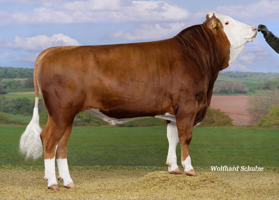 Epikur ist einer der h�chsten Eutervererber der Rasse Fleckvieh. Der Bulle wurde von der Wieland GbR in Schw�bisch Hall gez�chtet.  