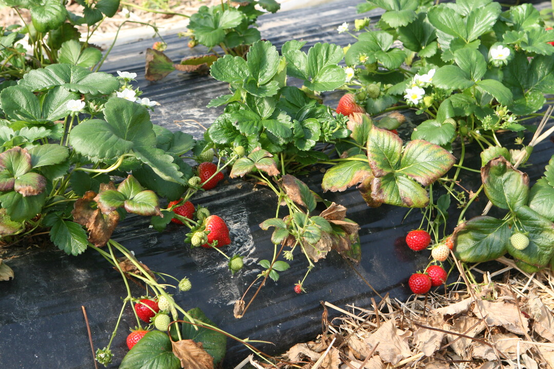 Heimische Erdbeeren werden immer beliebter. Die inl�ndische Erzeugung macht heute gut 50 Prozent der Nachfrage aus. 