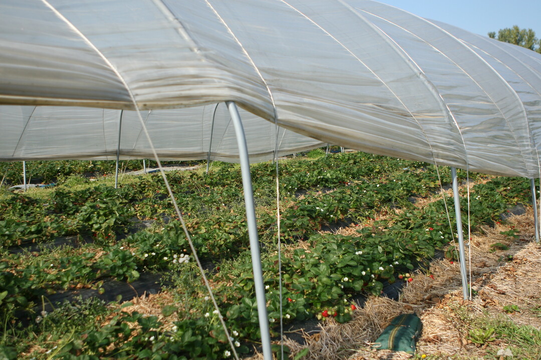 Bedingt durch die Frostereignisse läuft die heimische Erdbeersaison nur zögerlich an.