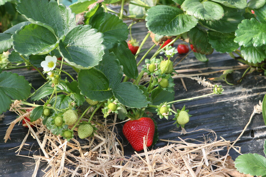 Bei Best�ubung durch Insekten werden die Erdbeerfr�chte sch�ner, gr��er und haltbarer. 