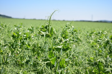 Die Bekämpfung des Erbsenwicklers lohnt nur unter bestimmten Umständen.