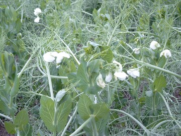 Erbsen in der Bl�te