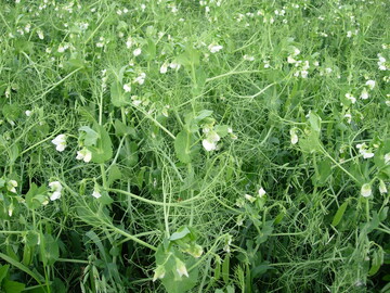 Hohe Raps- und Sojapreise stärken den Futtererbsenanbau.