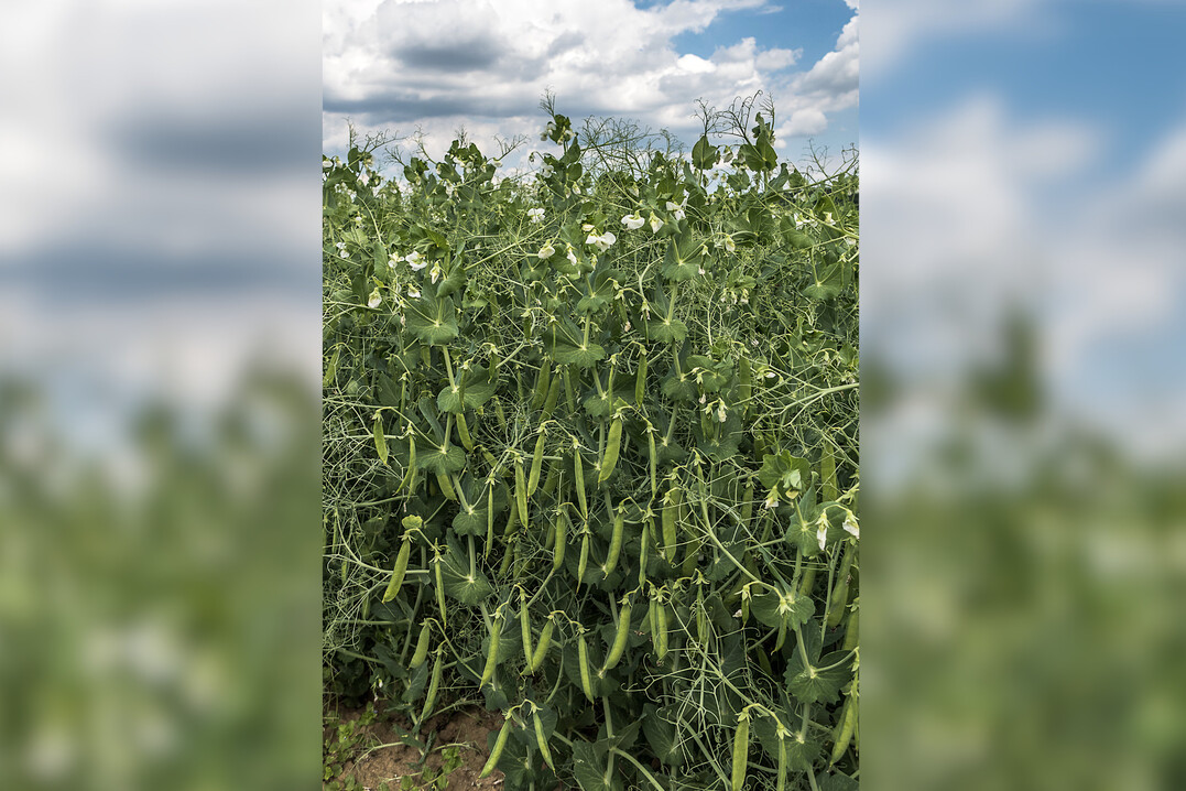 K�rnererbsen k�nnen auf einer Vielzahl an Standorten angebaut werden.  
