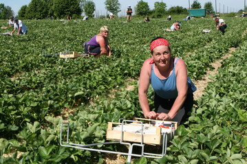  Das Netzwerk der Spargel- und Beerenverb�nde e.V. hat unter rund 1000 Spargel- und Beerenbetrieben eine Umfrage zur Saison 2021 durchgef�hrt. Die Ergebnisse sind auf den nachfolgenden Bildern zu finden. Das Netzwerk der Spargel- und Beerenverb�nde e.V. hat unter rund 1000 Spargel- und Beerenbetrieben eine Umfrage zur Saison 2021 durchgef�hrt. Die Ergebnisse sind auf den nachfolgenden Bildern zu finden. 