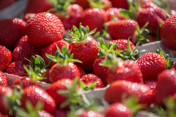 Im gesch�tzten Anbau reifen die ersten Erdbeeren aus heimischem Anbau heran.