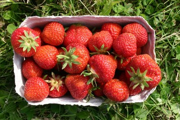 Die diesj�hrige Erdbeerernte ist deutlich besser ausgefallen als im Vorjahr. 