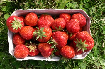 In Nordrhein-Westfalen wurde die Erdbeersaison eröffnet.