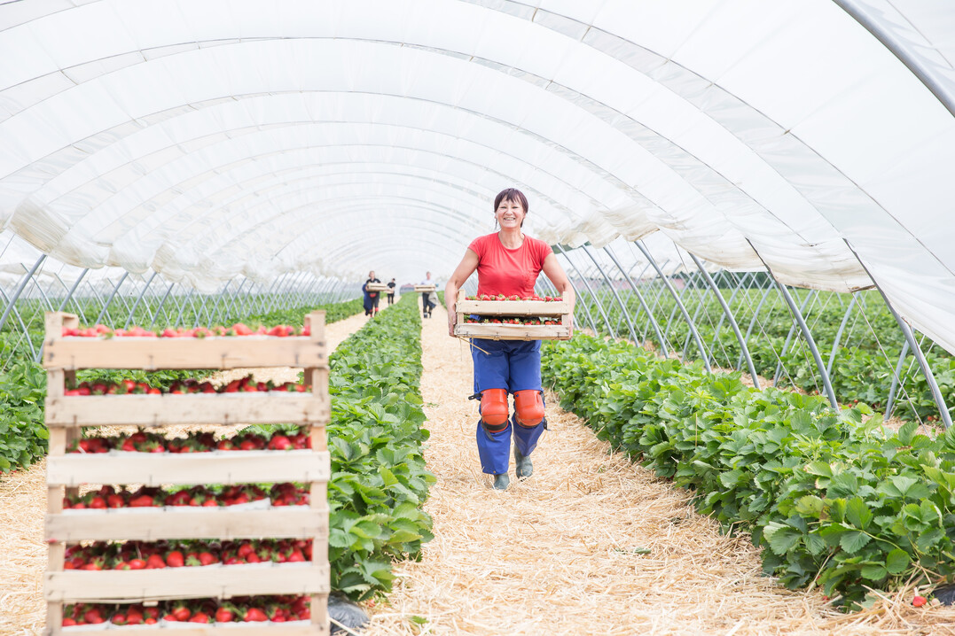 Die Erdbeersaison steht in den Startlöchern und beginnt mit Früchten aus dem Tunnelanbau.
