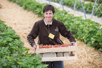 Von einer durchwachsenen Erdbeerernte berichtet der Verband&nbsp;S�ddeutscher Spargel- und Erdbeeranbauer.