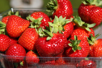 Erdbeeren sind in dieser Saison gefragte Fr�chte. Wetterbedingt fallen die Ertr�ge niedriger aus. 