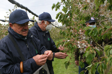  In Baden-W�rttemberg sind inzwischen rund 45 Prozent der Kernobstfl�che und 35 Prozent der Weinbaufl�che frostversichert. Das Bild zeigt die Erfassung der Bl�tenfrostsch�den im Fr�hjahr 2021 in einer Anlage im Bodenseegebiet.