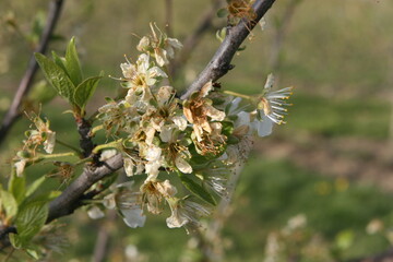 Die Aprilfr�ste haben viele Kern- und Steinobstbl�ten massiv gesch�digt. Die Ertr�ge sind massiv eingebrochen. Nach Baden-W�rttemberg hat nun auch Bayern ein Hilfsprogramm f�r frostgesch�digte Betriebe aufgelegt. 