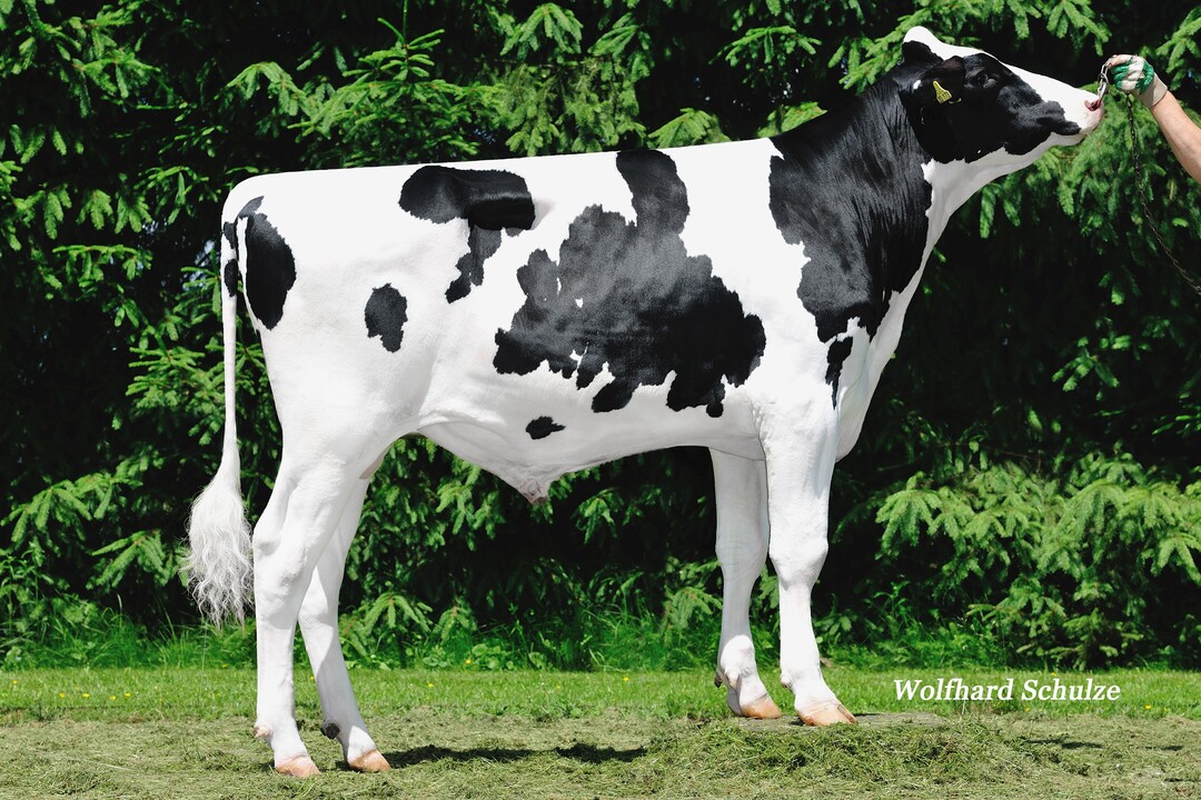 Der Bulle Erice P macht zu 100 Prozent hornlose K�lber.