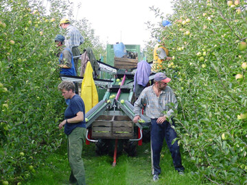 EU-weit wird mit einer guten Apfelernte gerechnet. In Deutschland sind starke Einbu�en zu bef�rchten. 