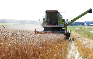 In den s�dlichen Landesteilen ist der Drusch h�ufig verregnet. Qualit�tssorgen nehmen zu. 
