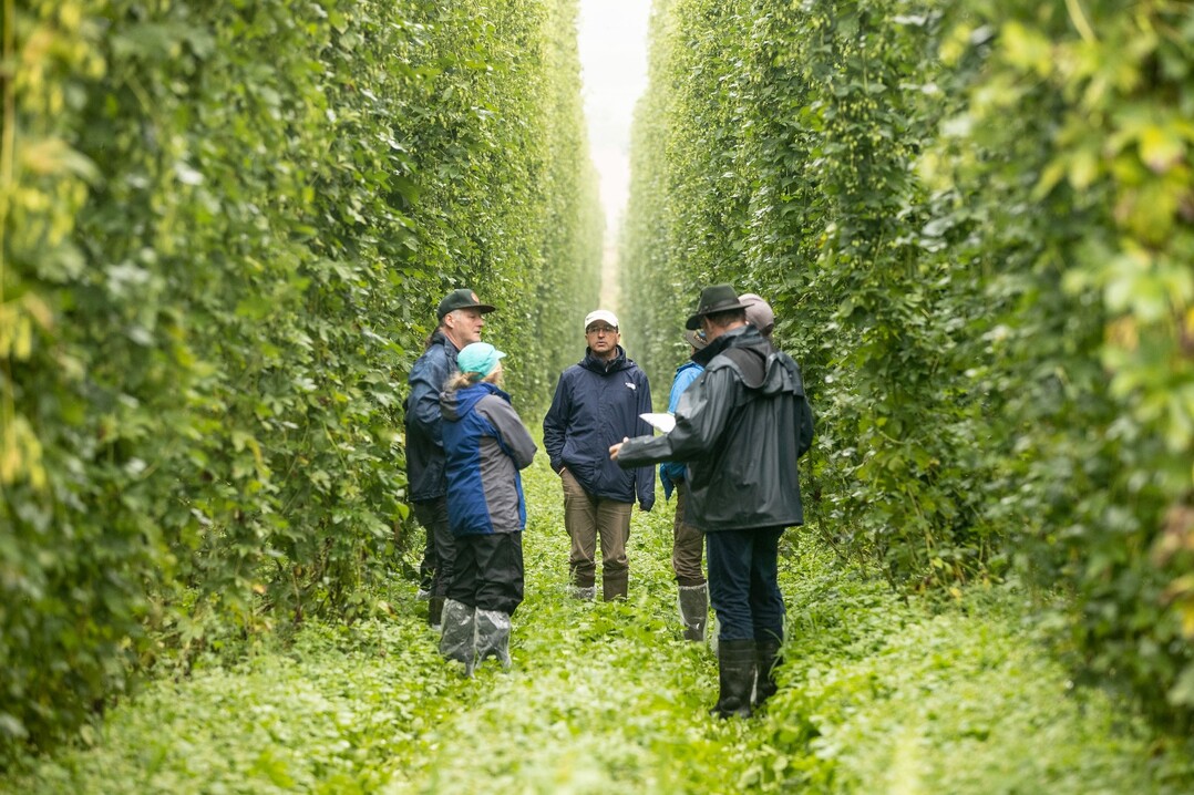 Bei str�mendem Regen, was im Sommer 2022 eine Seltenheit war, musste die Sch�tzkommission ihren Dienst tun und die zur Ernte stehenden Hopfen in Tettnang begutachten. Wenig verwunderlich, dass die Ertr�ge unterdurchschnittlich ausfallen werden.