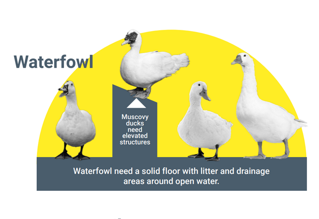 Die EFSA hat die in der Europ�ischen Union angewandten Haltungssysteme f�r Enten, G�nse und Wachteln bewertet.