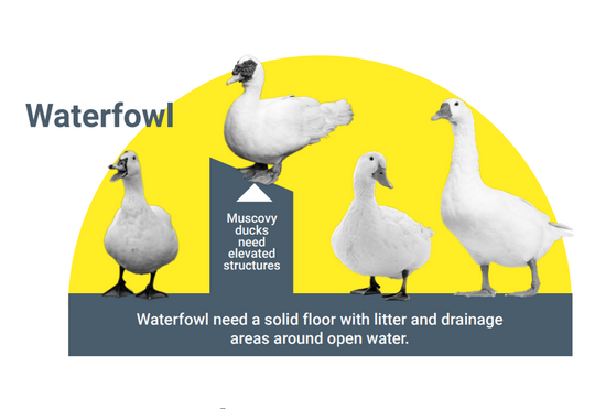 Die EFSA hat die in der Europ�ischen Union angewandten Haltungssysteme f�r Enten, G�nse und Wachteln bewertet.