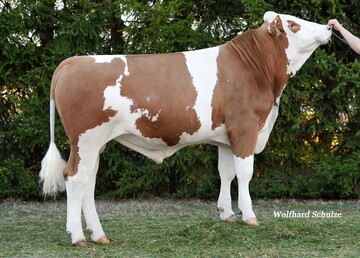 Esterhazy ist ein sehr hoher Exklusiv-Sohn, der durch beste Euter besticht.