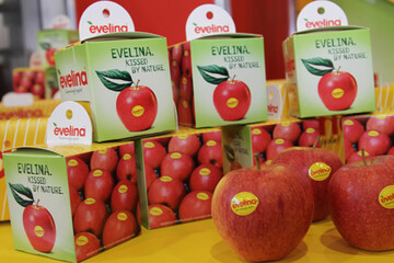 Seit dem Start vor zehn Jahren hat sich der Anbau des Markenapfels Evelina kontinuierlich ausgeweitet. 