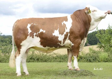 Evergreen ist mit einem Gesamtzuchtwert von 141 der h�chste Everest-Sohn der Gesamtliste.