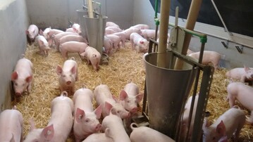 Zus�tzliche Fresspl�tze mindern f�r die Schweine den Stress in den Buchten.