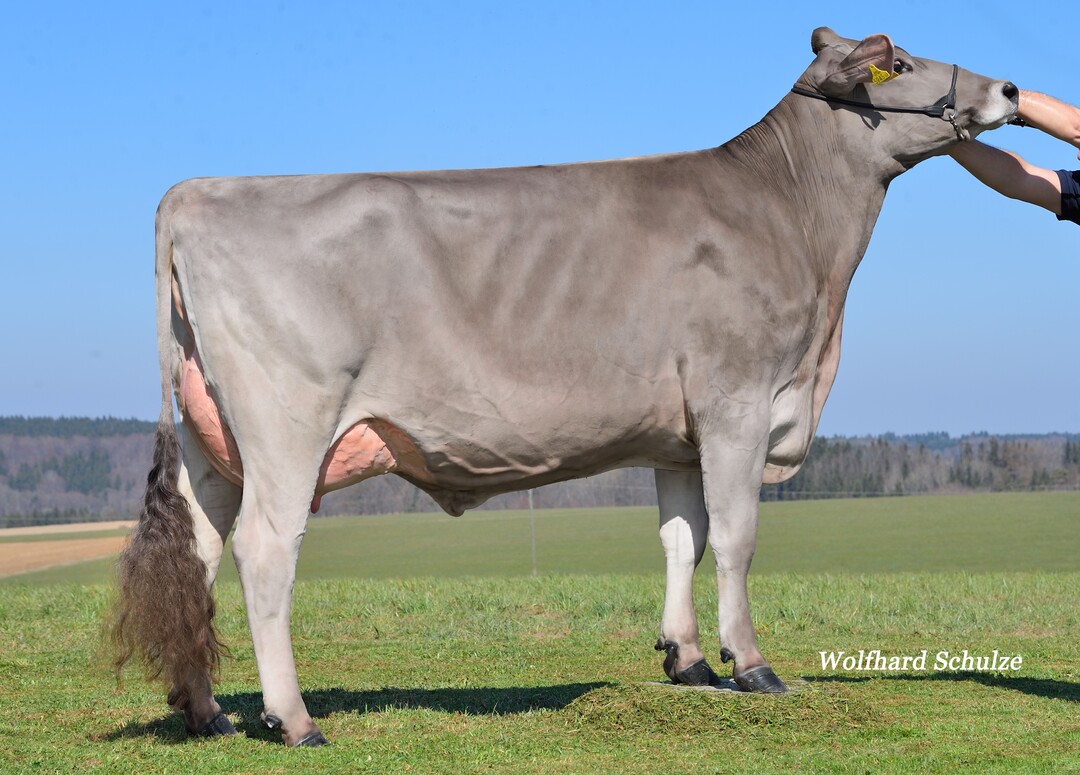 Die Vorsprung-Tochter Fabienne ist die Mutter von Varese und im Besitz der Züchtergemeinschaft BRD in Ochsenhausen.