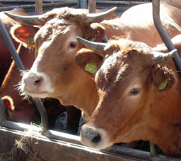 F�r Betriebe, die ihre Geb�ude schon abgeschrieben haben und eher extensiv wirtschaften, kann die F�rsenmast durchaus interessant sein. Das Fleisch wird zunehmend nachgefragt.