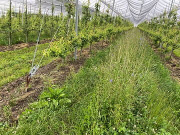 Um N�tzlinge zu f�rdern, wird in dieser Birnenanlage alternierend nur in jeder zweiten Fahrgasse gemulcht. 