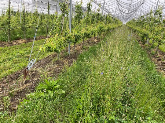 Um Nützlinge zu fördern, wird in dieser Birnenanlage alternierend nur in jeder zweiten Fahrgasse gemulcht.