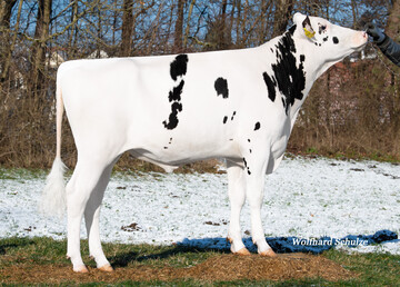 Der Foreman Sohn Fairfax ist einer der höchsten deutschen Bullen und bereits als Bullenvater im Einsatz.