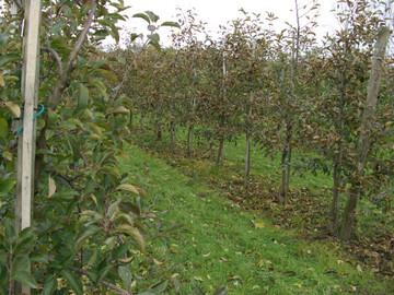 Einsetzender Blattfall nach Kupfer- und Manganchelatanwendung in der Baumreihe rechts.