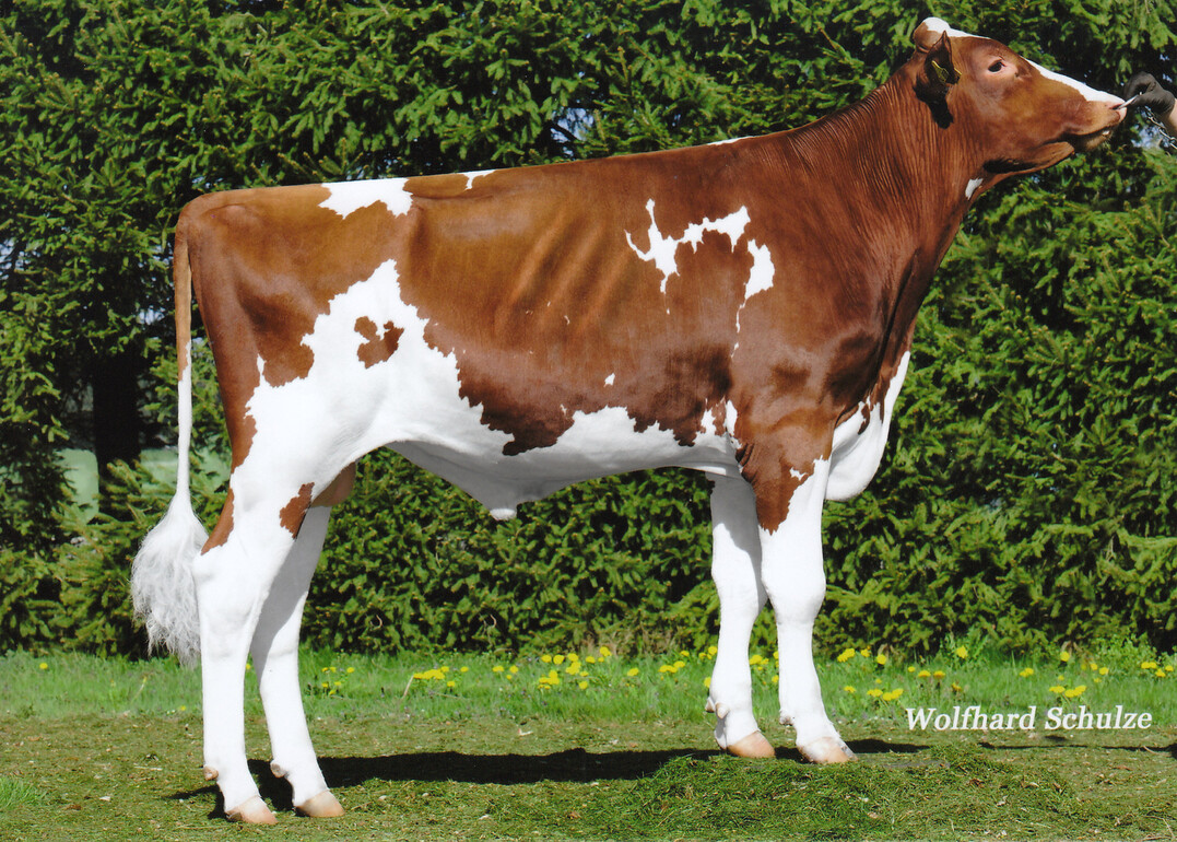 Falto P, ein Hornlos-Bulle, wurden von der Bauer GbR in Salem-Buggensegel gezüchtet.