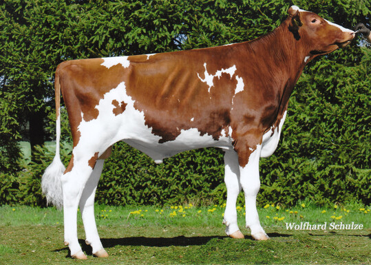 Falto P, ein Hornlos-Bulle, wurden von der Bauer GbR in Salem-Buggensegel gezüchtet.