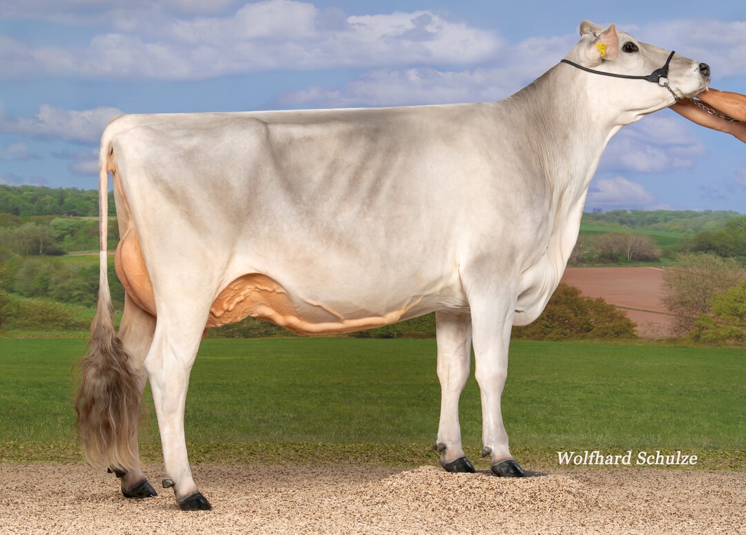 Die Kuh Fee der Ulrich GbR in V�hl ist eine typische Volker- Tochter, der in der aktuellen Zuchtwertsch�tzung sehr stark zulegen kann.