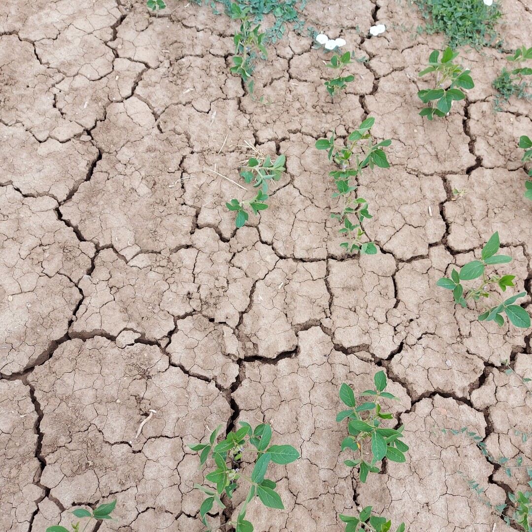 LSV Soja 2023: Fehlstellen durch Verschlämmung am Standort Bönnigheim.