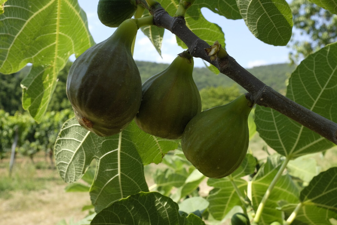 In der Pfalz reifen jetzt die Feigen. 
