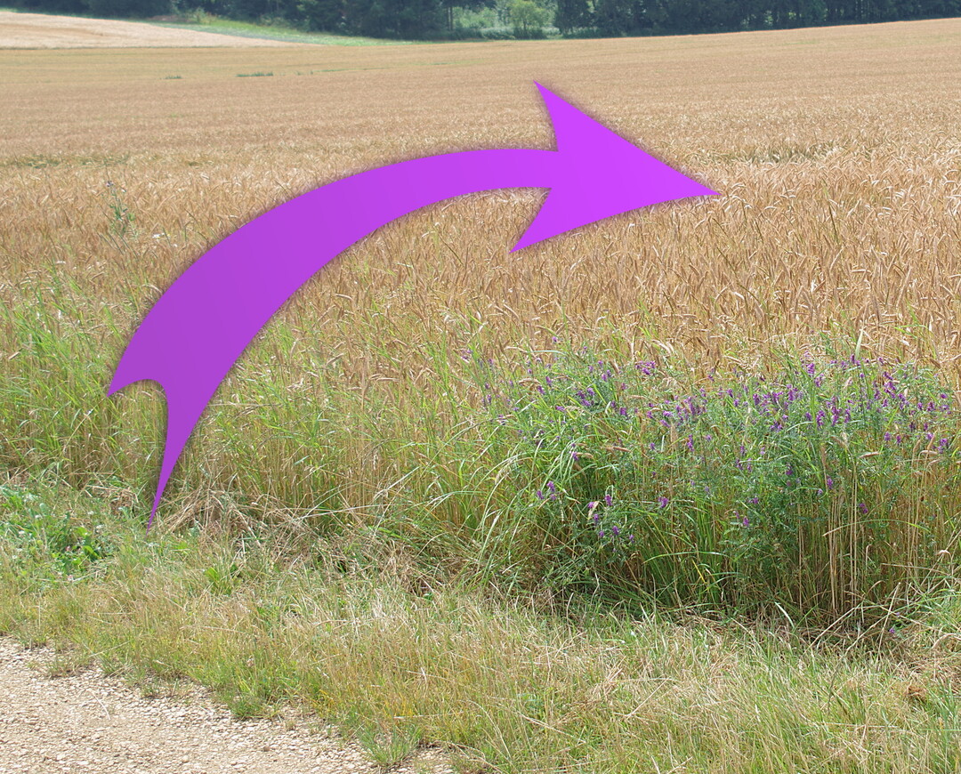 In bestimmten Fällen können Unkräuter vom Feldrand aus in den Bestand gelangen und sich dort vermehren. An gefährdeten Stellen kann es Sinn ergeben, den Feldrand zu mähen.