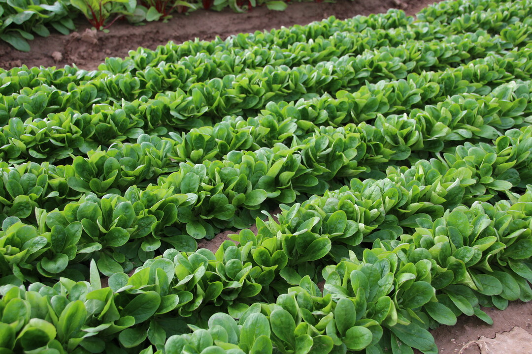 Enza Zaden hat mit Bonvita und Vitabel (im Bild zu sehen) zwei neue Sorten mit geaderten, festen Blättern entwickelt, die in der Verpackung länger das Volumen halten und nicht zusammen kleben. Beide Sorten decken das ganze Jahr mit dem gleichen Blatttyp ab.