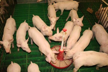 Das Aktionsb�ndnis f�r Schweinehaltung in Baden-W�rttemberg bezieht Position und fordert f�r Ferkelerzeuger und M�ster einen h�heren Anteil an der Wertsch�pfung..