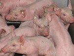 Investitionen in die Sauenhaltung könnten wegen dem europaweiten Rückgang der Tierbestände nach Einschätzung von Marktbeobachtern wieder interessant werden.